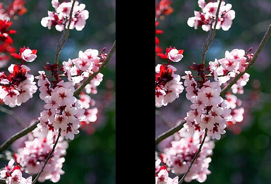 cherry blossom flower art. Pink Cherry Blossom Flowers by