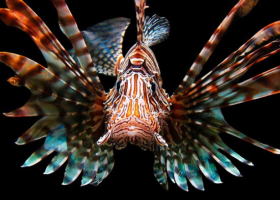 http://ih1.redbubble.net/work.1784907.2.flat,550x550,075,f.lionfish.jpg