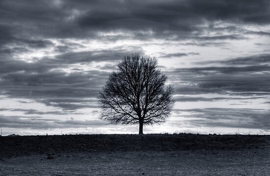 tree silhouette pictures. Landscape with tree silhouette