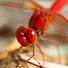 Red+dragonfly+wings