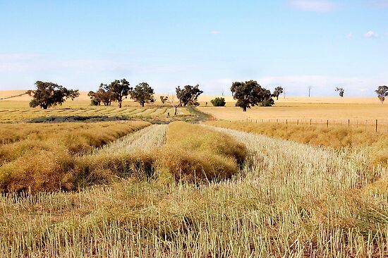 nikon d40 shots. harvest [nikon d40 camera]