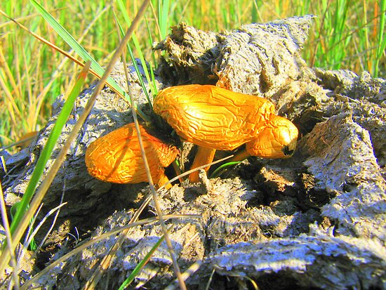 Mushrooms+from+cow+manure