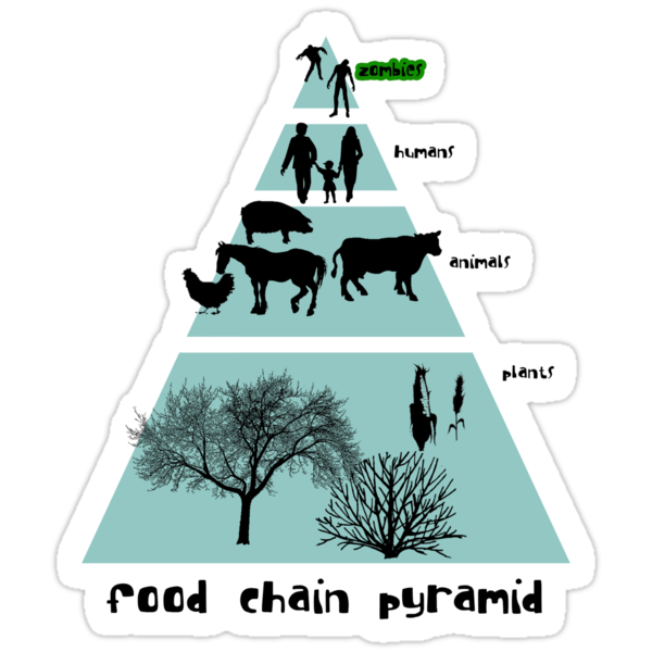 animal food chain pyramid. energy food chain pyramid.