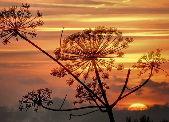work.2252983.5.flat,550x550,075,f.hogweed-winter-sunrise-1.jpg