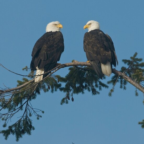 Pics Of Eagles. Pair of Eagles by David