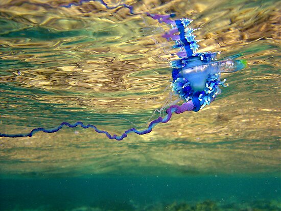 Portuguese Man O#39; War by Portuguese Man Of War. Portuguese Man O#39; War by