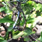 Dragonflies+mating+in+mid+air