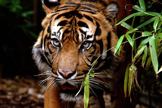Sumatran+tiger