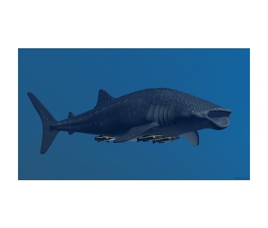 whale shark wow. Whale Shark by Walter Colvin
