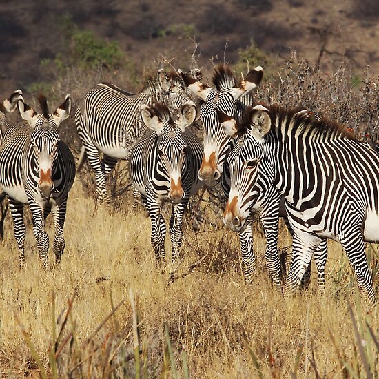 Kenya Zebras