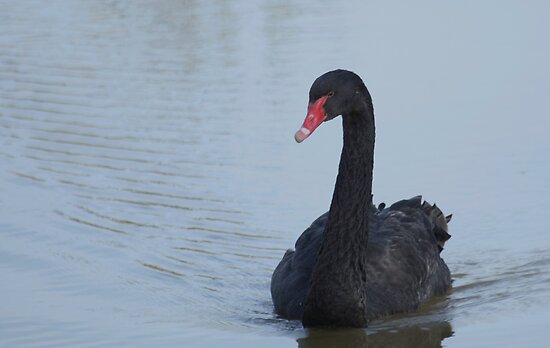 Black Swan Poster Design. Beautiful Poster Designs for “Black Swan” (2010) Black Swan At Dusk by francophotos. Favorite · Report Concern; Share This