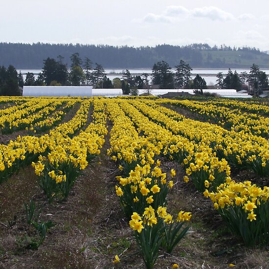 daffodils poem. Field of Daffodils