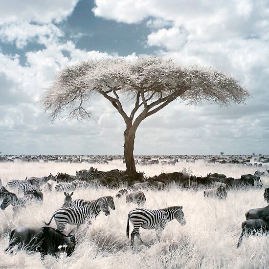 work.31234.12.flat,550x550,075,f.infrared-acacia.jpg