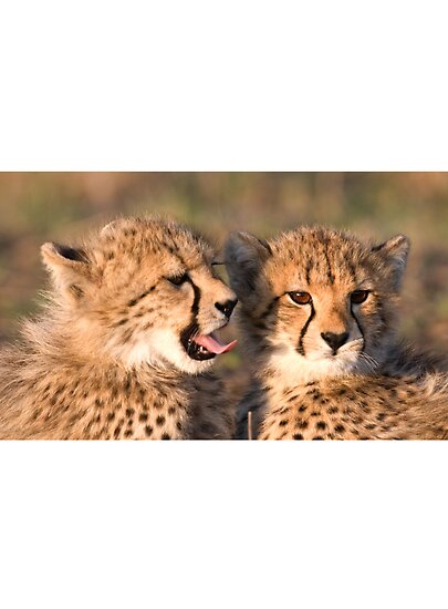 Cheetah Cubs Pictures