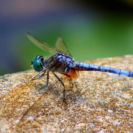 Blue+dragonflies+pictures