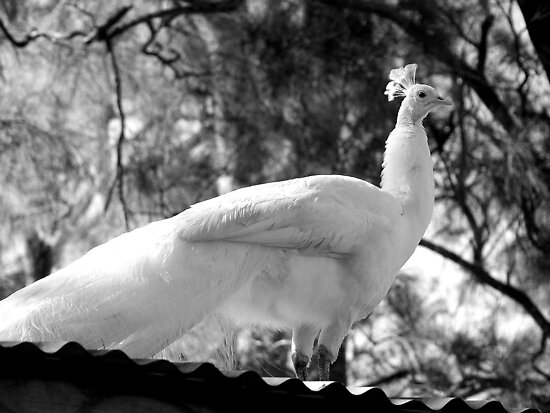 Albino Peacock Delivers