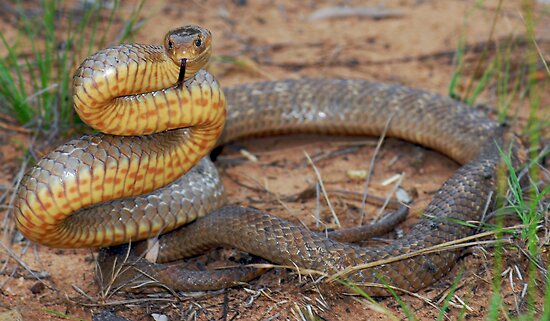 Ular ... everything about snake, reptiles & belut - Page 4 Work.411164.5.flat,550x550,075,f.eastern-brown-snake