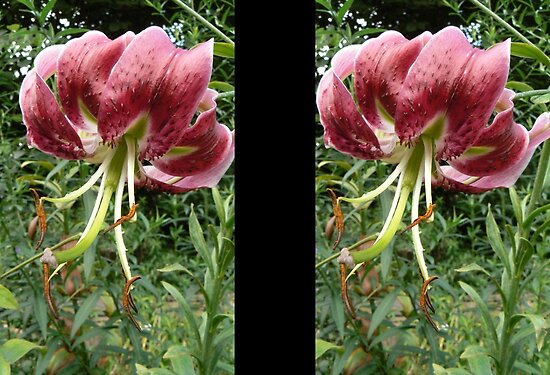 pink tiger lily bouquet. pink tiger lily bouquet.