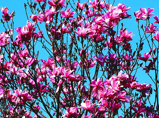 magnolia tree in bloom. Pink Magnolia Tree in Full