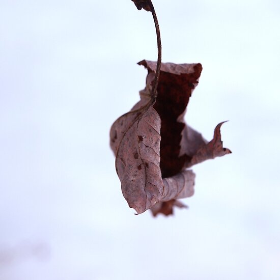 apple tree leaf. Mar 27, 2011 apple tree leaves