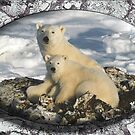 February Polar Bears by David Booth