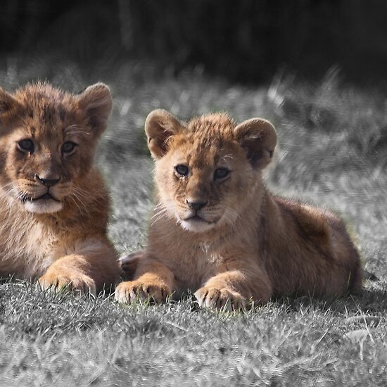 baby lion cubs playing. Baby Lion Cubs by Evette Lisle
