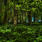 Rievaulx Terrace & Temples Woodland by Mark White