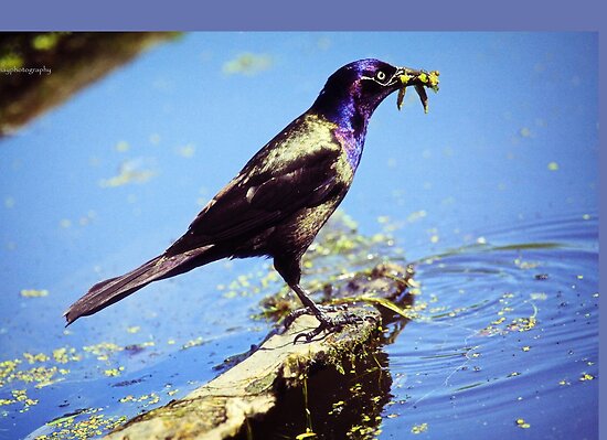 common grackle male. 2011 Common Grackle (male) by