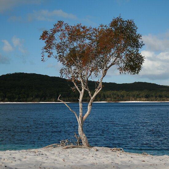 fraser island australia. Lake Mackenzie, Fraser Island,
