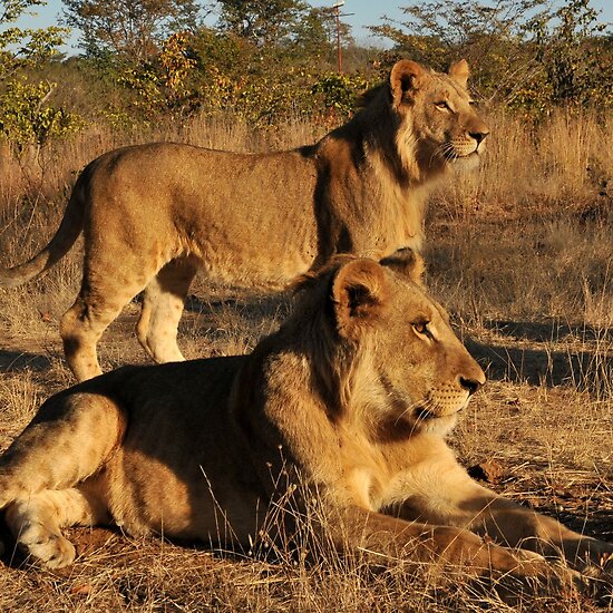 victoria falls zimbabwe. Victoria Falls, Zimbabwe