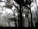 Gumtrees in the park, Picnic Point, Toowoomba by Marilyn Baldey Gumtrees in the park, Picnic Point, Toowoomba by Marilyn Baldey