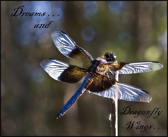 dragonfly wings. Dreams And Dragonfly Wings