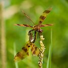 Dragonflies+mating+in+mid+air