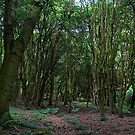 If You Go Down To The Woods Today? by Mark White