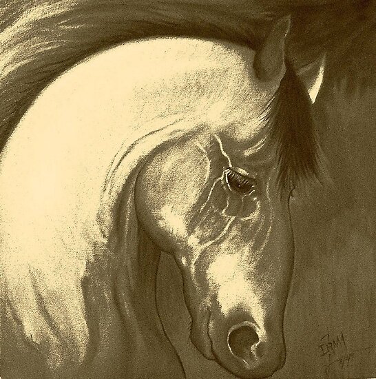 horse head drawing. Strong Horse Head Drawing by