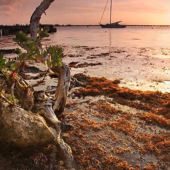 Sargasso Weed and Buttonwood