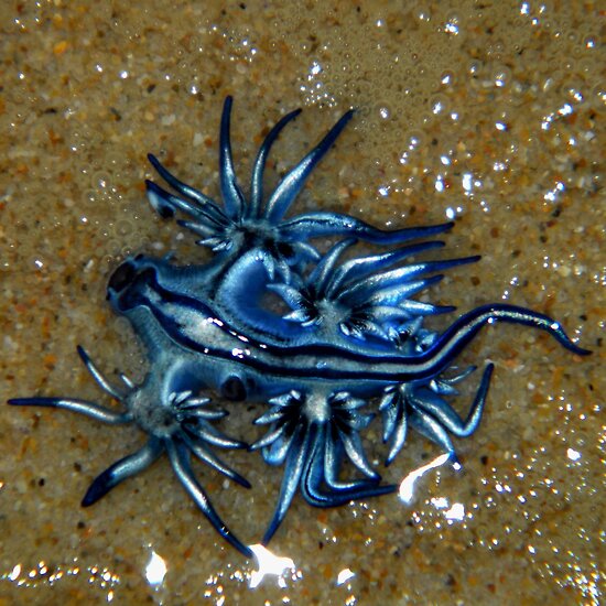 brilliant blue sea slug. Glaucus Atlanticus - Sea Slug