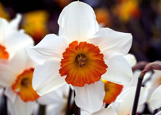 the daffodil society the daffodil society