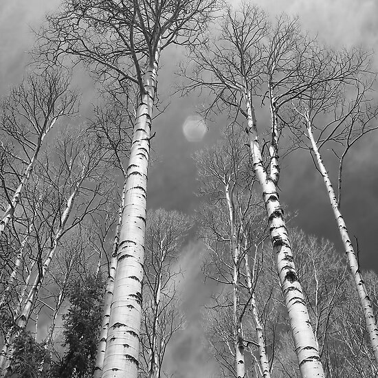 Black And White Pics Of Trees. Black and White Towering Aspen