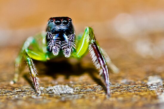 Bali Spiders