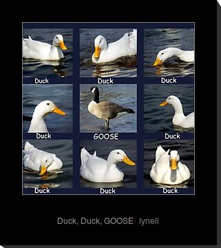 goose goose duck pigeon role