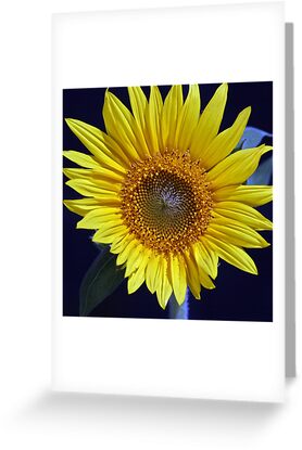 sunflower pictures to print. Macro photo of a Sunflower