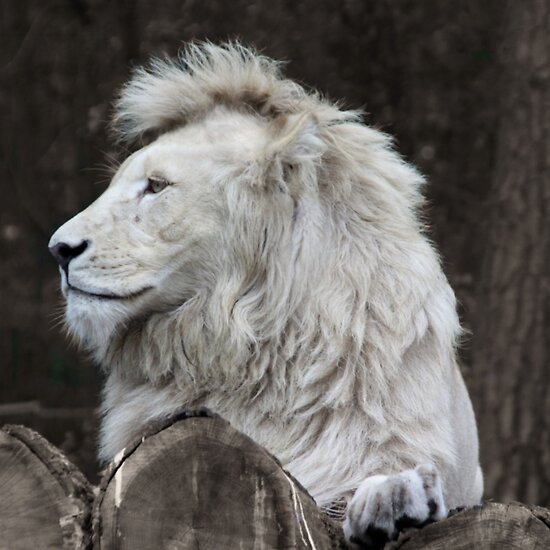 Wallpaper Of Lion. white lion wallpaper.