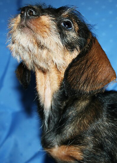 black long haired dachshund puppy. miniature long haired