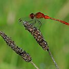 Red+dragonfly+wings