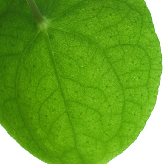 money plant leaf. Chinese money plant - leaf