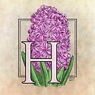 H is for Hyacinth