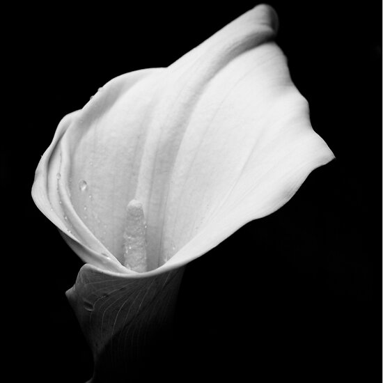 A lily in black and white by