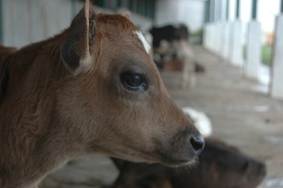 work.6263703.1.flat,550x550,075,f.cute-calf.jpg