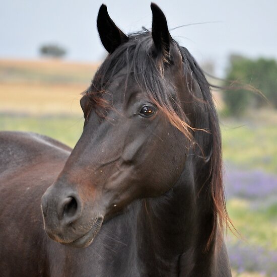 Black Beauty Foal